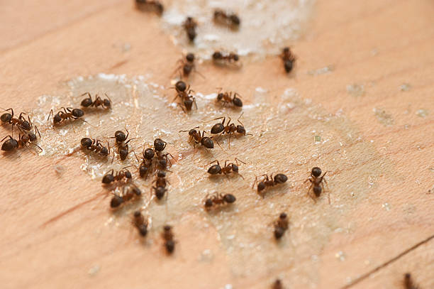 Best Emergency Pest Control  in Southwood Acres, CT