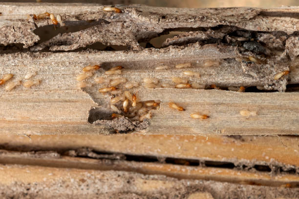 Best Pest Inspection Near Me  in Southwood Acres, CT